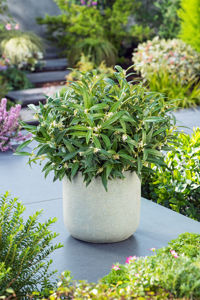 Picture of Sarcococca